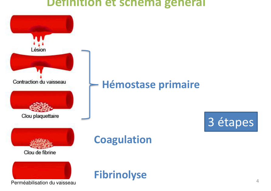Les trois temps de l’hémostase dans le support (p. 4) : suivez-les de haut en bas.