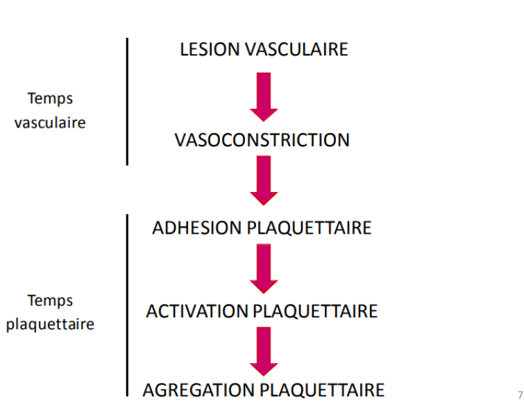 Adhésion, activation, agrégation
