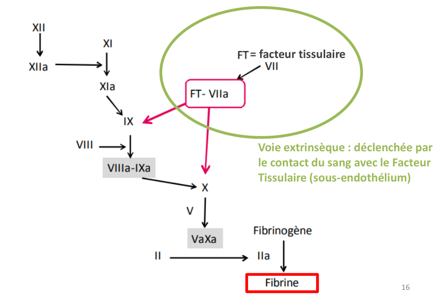La cascade de coagulation et sa voie commune