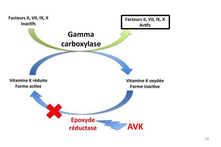 Cycle de la vitamine K et point d’action des AVK