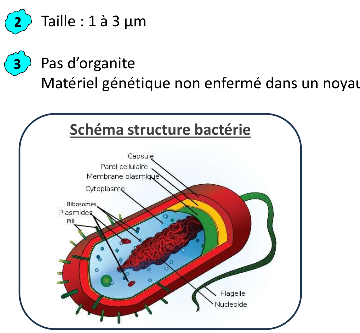 La bactérie du support : son ADN n’est pas enfermé dans un noyau.