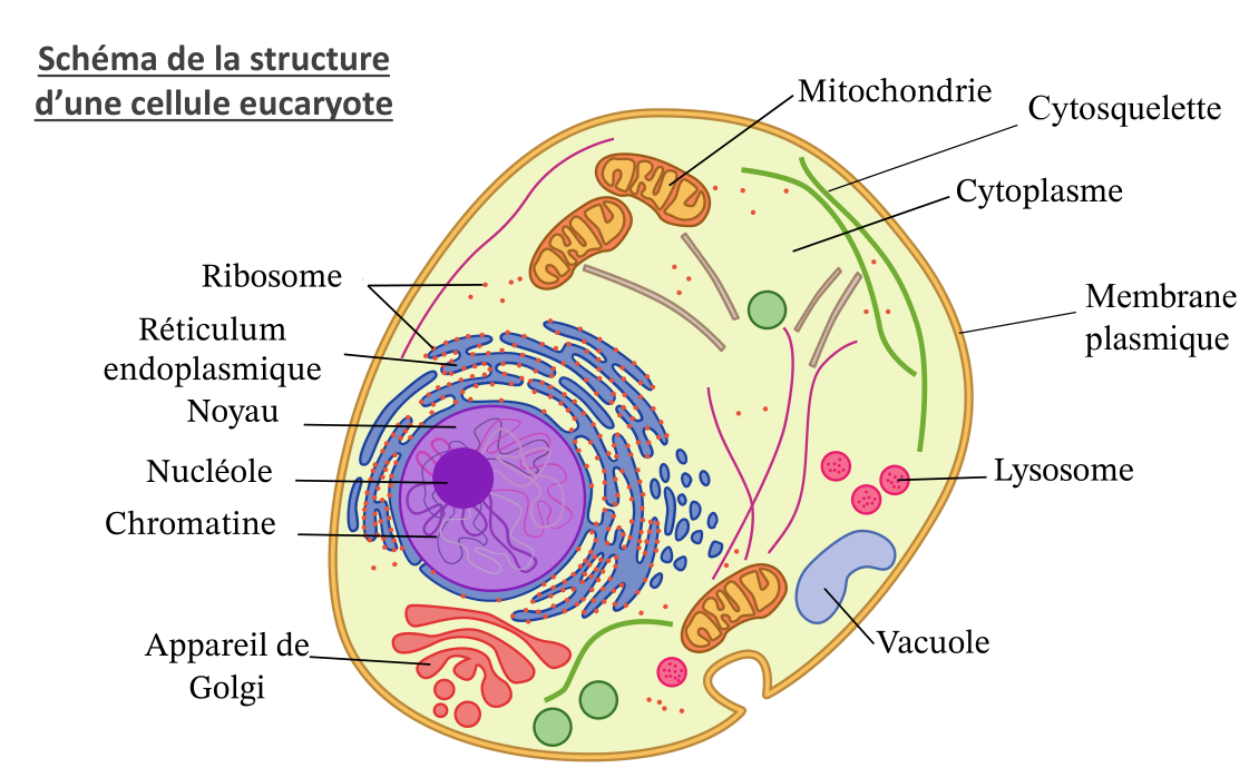 Schéma légendé d’une cellule eucaryote : membrane plasmique, cytoplasme, noyau, réticulum endoplasmique, ribosomes, appareil de Golgi, mitochondries, cytosquelette, lysosome