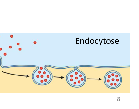 L’endocytose : la membrane s’invagine et forme une vésicule vers l’intérieur