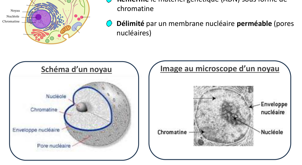Le noyau : schéma (enveloppe, pores, nucléole, chromatine) et image au microscope