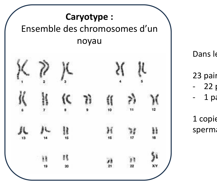 Caryotype : 22 paires de chromosomes autosomes et une paire de chromosomes sexuels