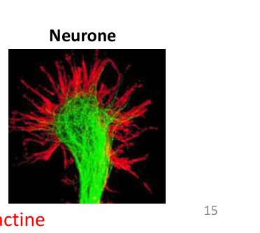 Cytosquelette au microscope : noyau, microtubules et filaments d’actine dans quatre types de cellules