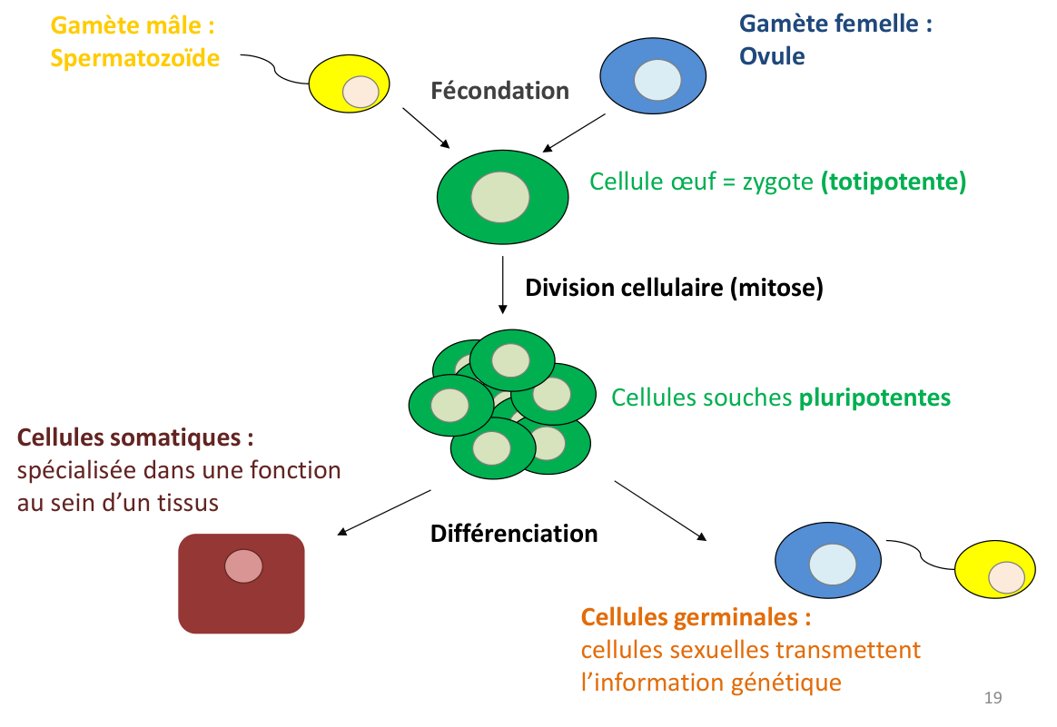 De la fécondation aux cellules spécialisées : zygote, cellules souches, différenciation, cellules somatiques et germinales