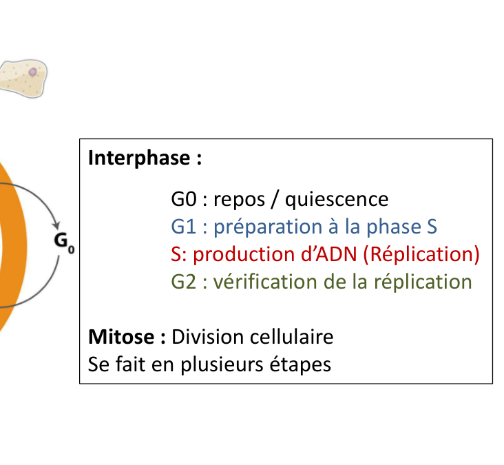 Le cycle cellulaire : G0, G1, S, G2 et mitose