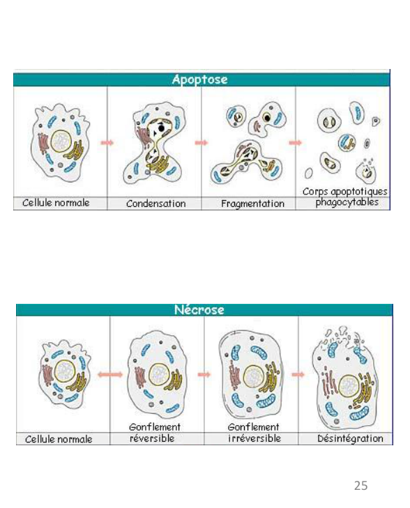 Apoptose et nécrose : condensation puis fragmentation, ou gonflement puis désintégration