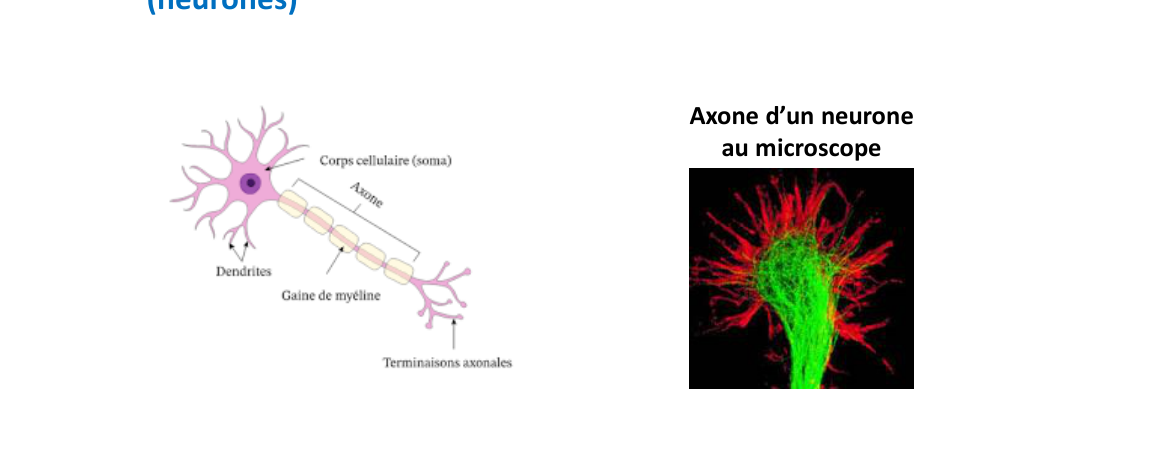 Le neurone : dendrites, corps cellulaire, axone, gaine de myéline, terminaisons axonales