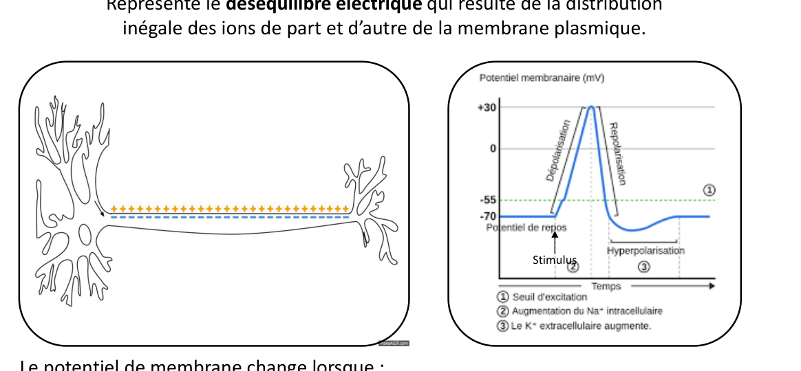 Le potentiel d’action : charges de part et d’autre de la membrane et courbe du potentiel de membrane