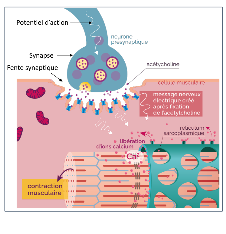 La synapse neuromusculaire : vésicules d’acétylcholine, fente synaptique, cellule musculaire