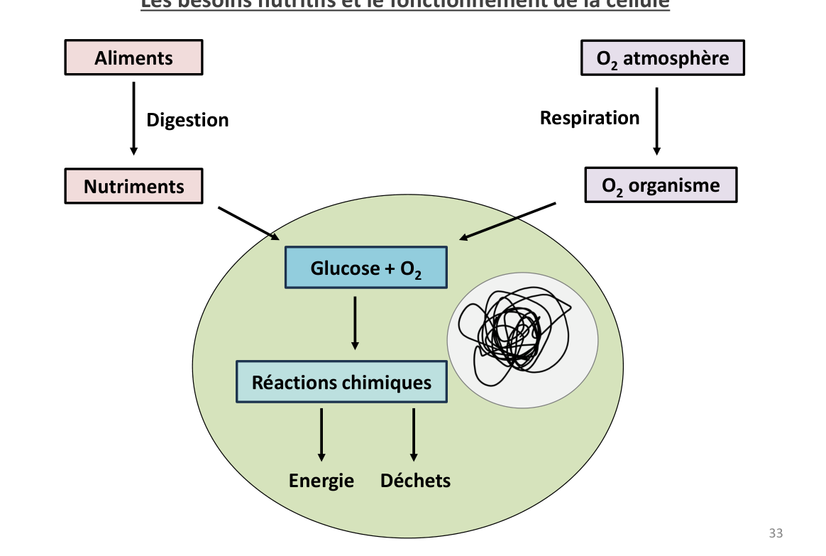 Les besoins de la cellule : aliments → nutriments, O₂ de l’air → O₂ de l’organisme, glucose + O₂ → énergie et déchets