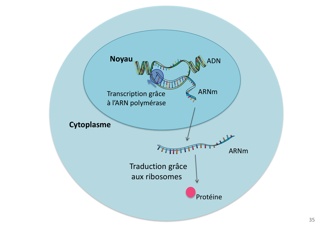 Annexe : transcription dans le noyau, traduction par les ribosomes dans le cytoplasme
