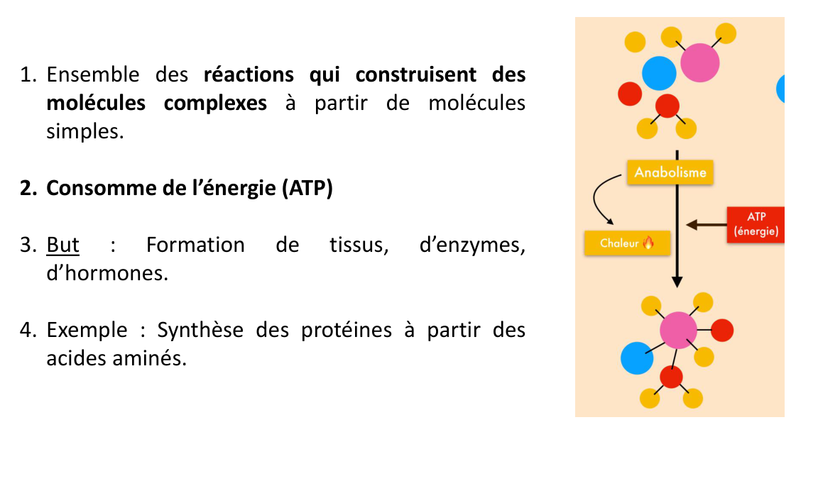 La page 4 du support : l’anabolisme construit des molécules complexes en consommant de l’ATP.