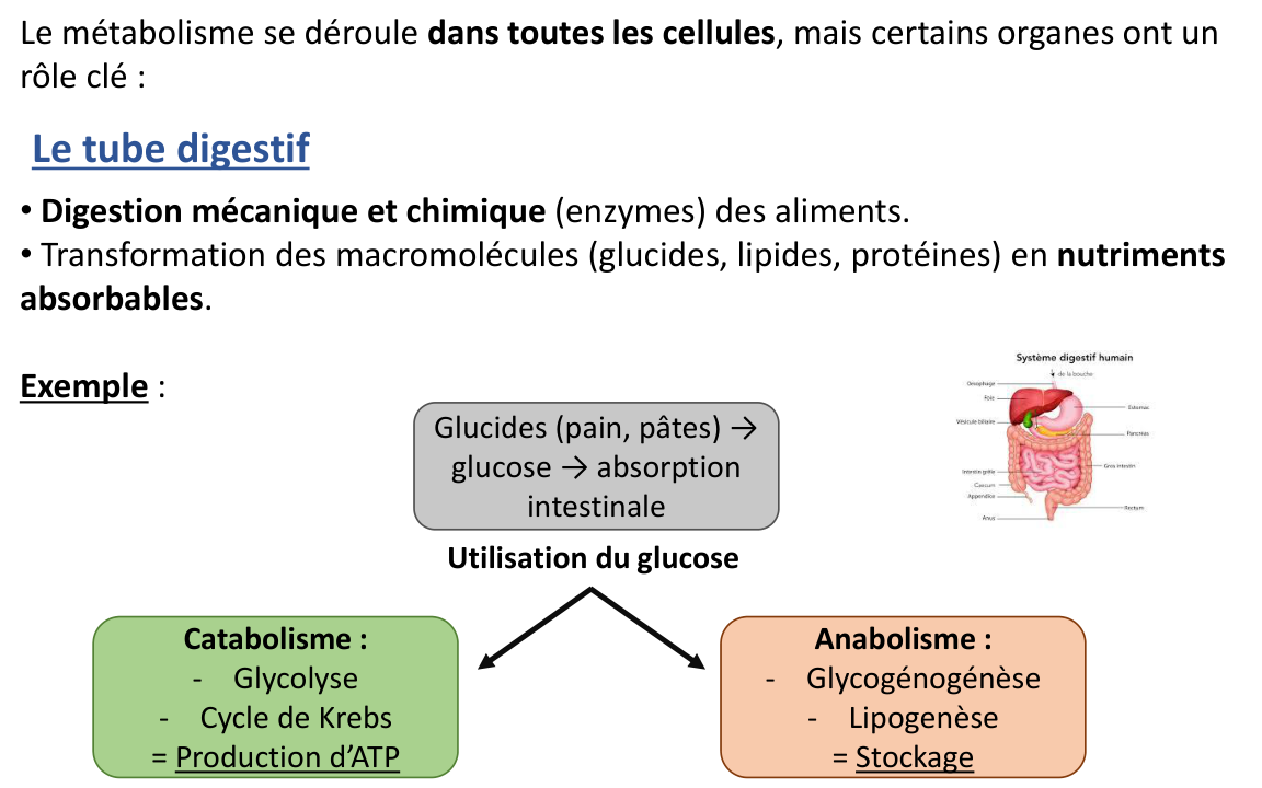 La page 6 du support : le glucose des aliments part vers la production d’ATP ou vers le stockage.