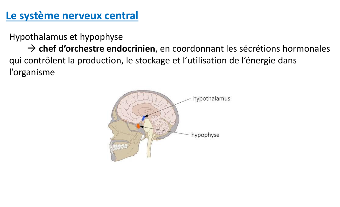 La page 12 du support : l’hypothalamus et l’hypophyse sur une coupe de la tête.