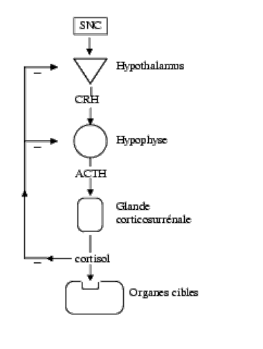 La page 15 du support : l’axe corticotrope, CRH, ACTH, cortisol.