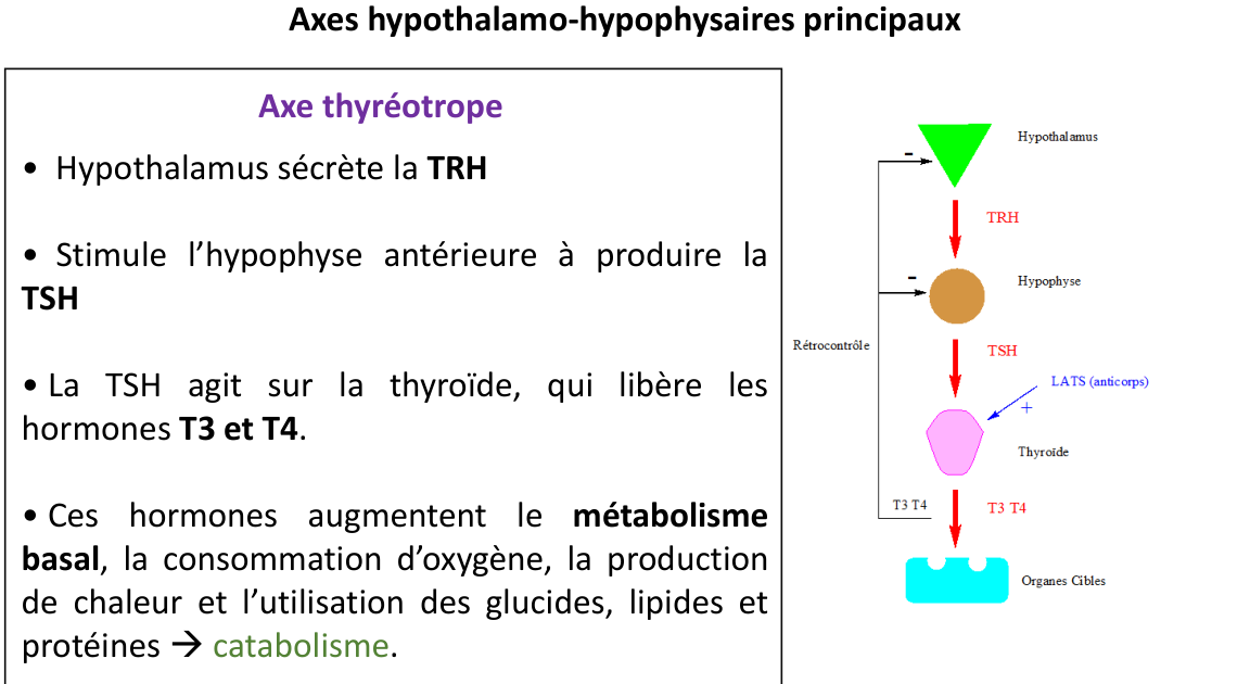 La page 16 du support : l’axe thyréotrope et sa flèche de rétrocontrôle.