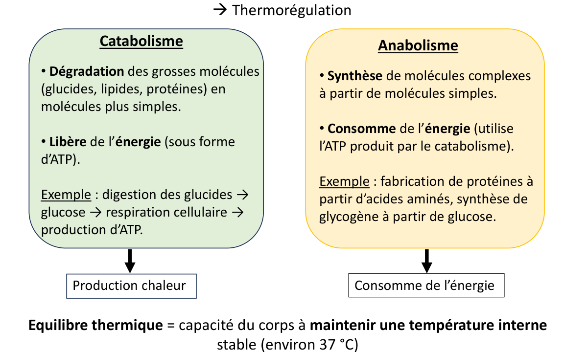 La page 18 du support : le catabolisme produit de la chaleur, l’anabolisme consomme de l’énergie.