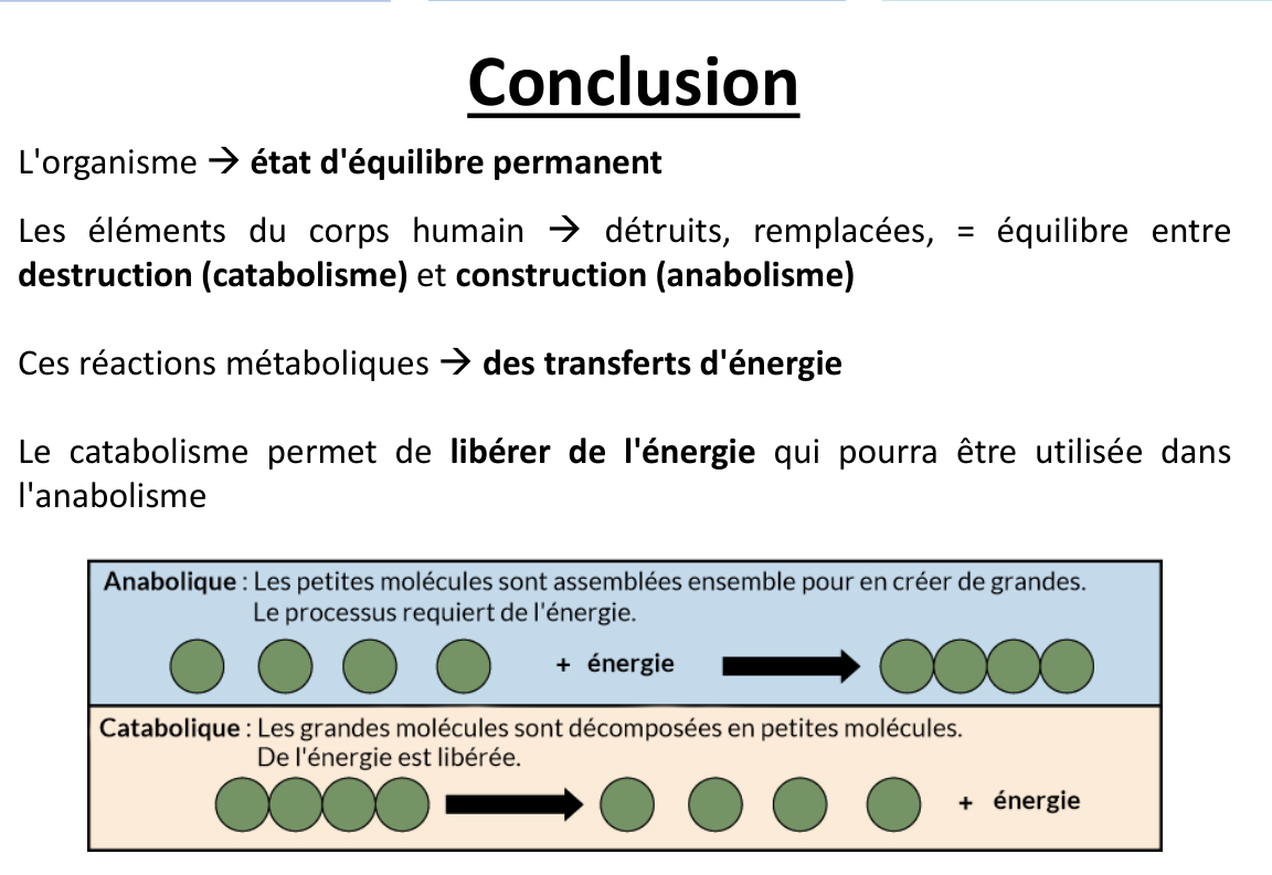 La conclusion du support : assembler avec de l’énergie, décomposer en libérant de l’énergie.