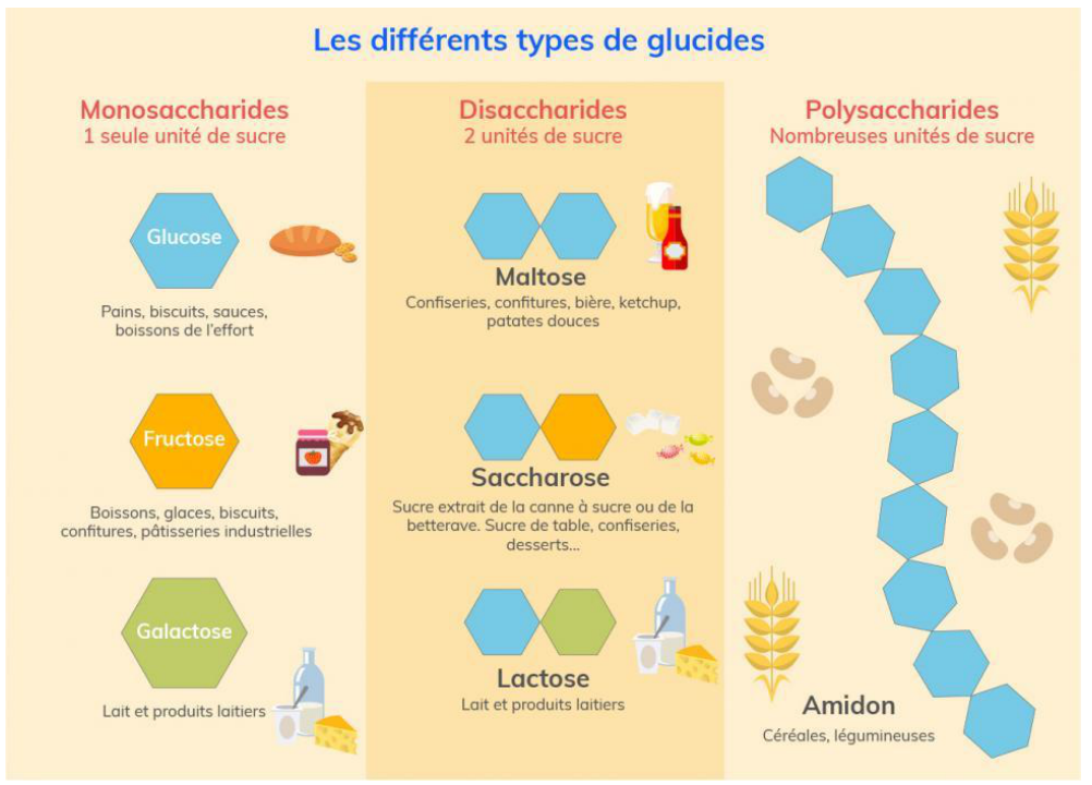 Une unité, deux unités, ou une longue chaîne : plus la chaîne est longue, plus la digestion a de travail.