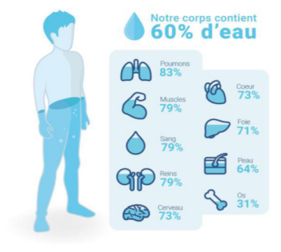 La figure du support : la part d’eau du corps et de ses organes.