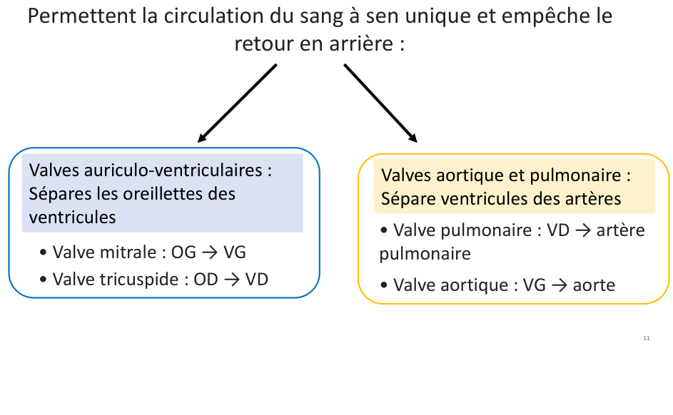 Les quatre valves, rangées par famille (support, p. 18). Leurs noms peuvent attendre.