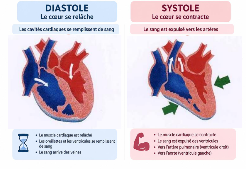 Diastole puis systole : les flèches vertes montrent la contraction (support, p. 27).