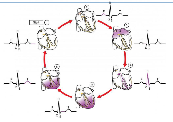 Cycle en six images, p. 37 : à chaque étape, la zone du cœur activée et la portion correspondante du tracé ECG sont colorées en violet.