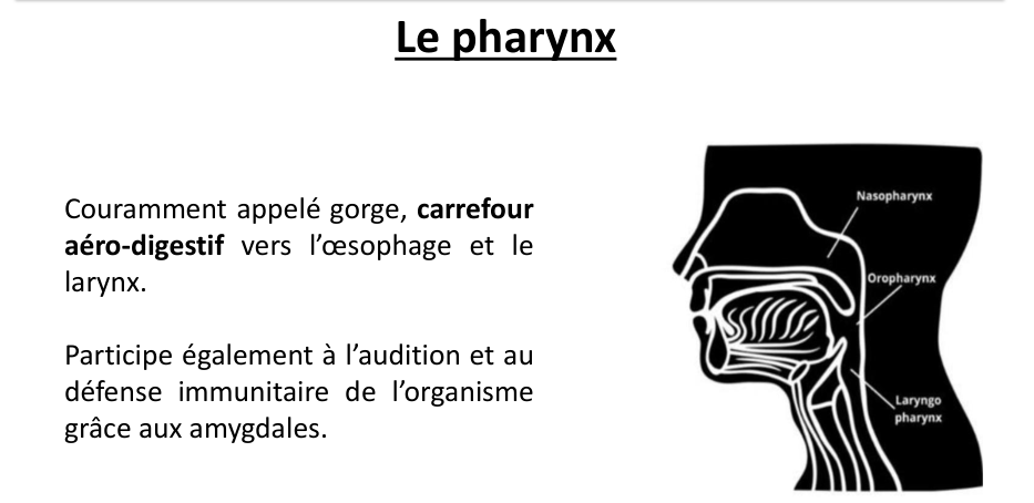 Le pharynx du support : l’air et les aliments s’y croisent.