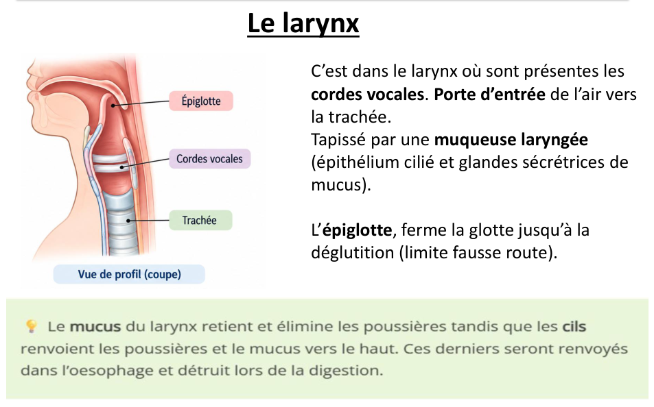 Le larynx et l’encadré du support sur le mucus et les cils.