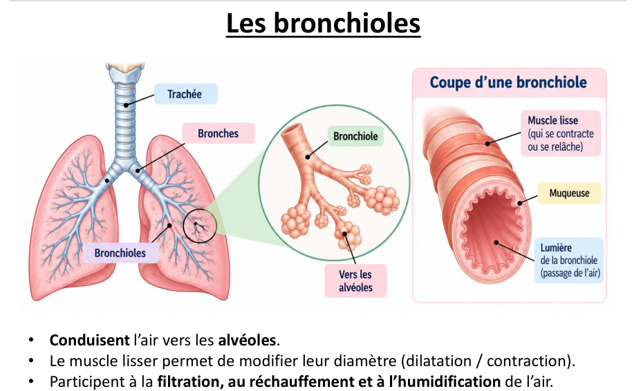 Les bronchioles : zoom vers les alvéoles et coupe d’une bronchiole avec muscle lisse, muqueuse et lumière