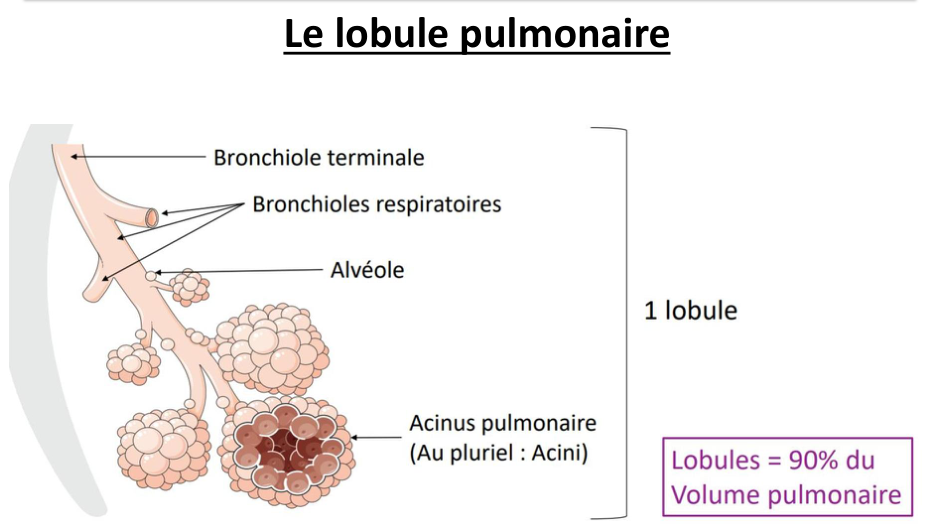 Le lobule pulmonaire : bronchiole terminale, bronchioles respiratoires, alvéoles et acinus