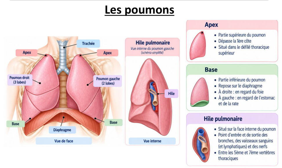 Les poumons : vue de face, hile pulmonaire, apex et base