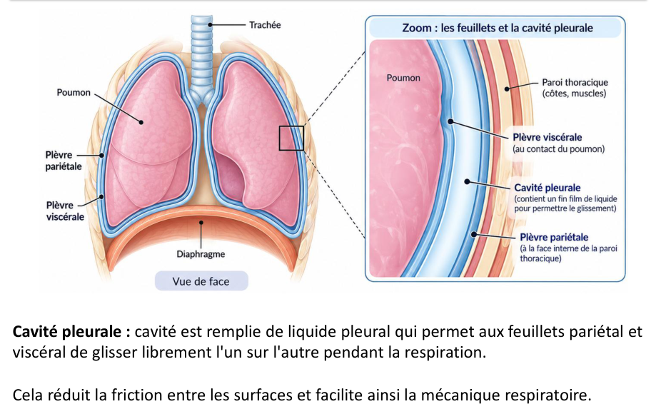 Le zoom du support : poumon, plèvre viscérale, cavité pleurale, plèvre pariétale.