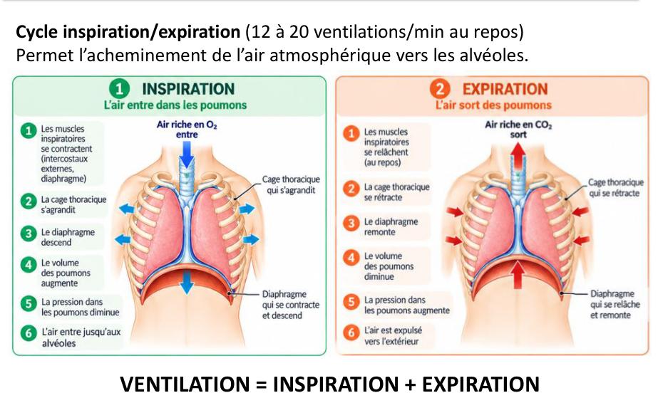 Les deux colonnes du support : inspiration, puis expiration.