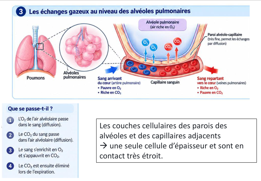 Le schéma du support : l’O₂ descend vers le sang, le CO₂ remonte vers l’alvéole.