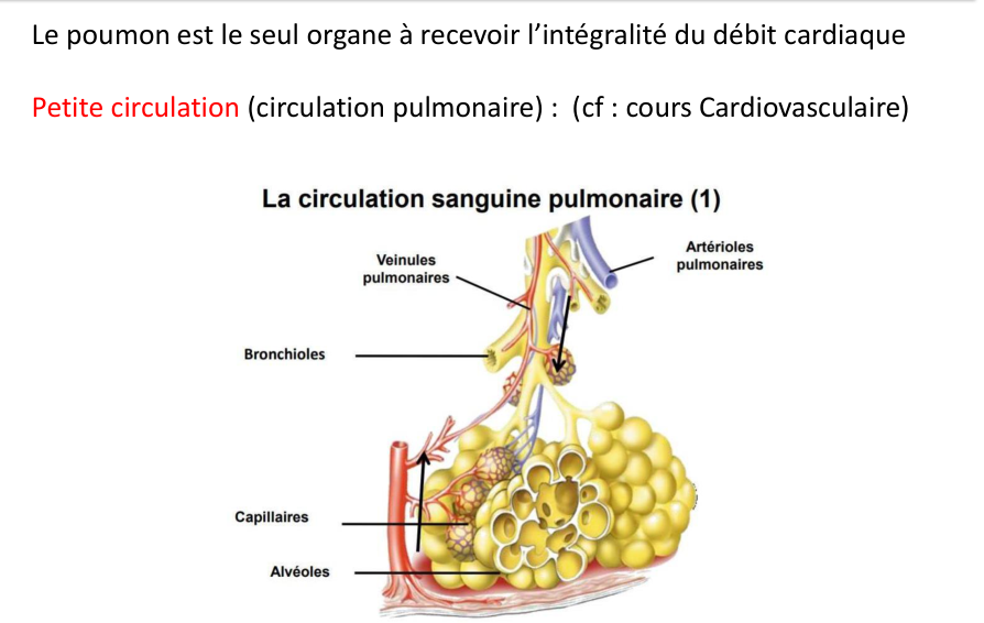 Circulation sanguine pulmonaire : artérioles et veinules pulmonaires, capillaires autour des alvéoles