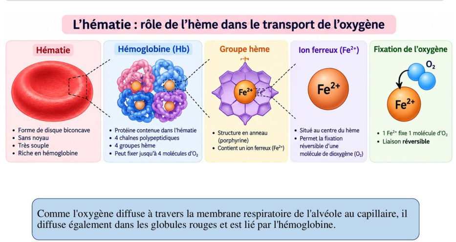 Le zoom du support : hématie, hémoglobine, hème, fer, O₂.