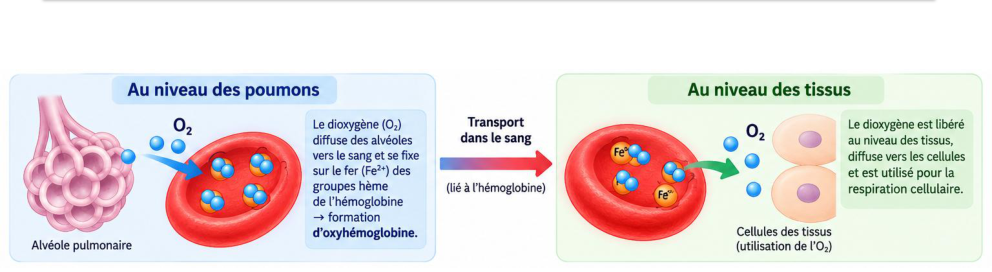 Transport de l’O₂ : chargement au niveau des poumons, libération au niveau des tissus
