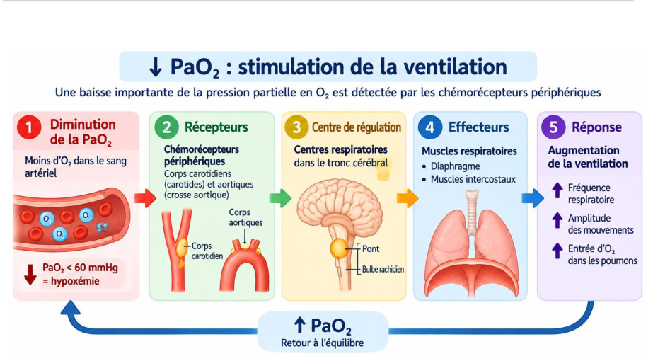 Baisse de la PaO₂ : boucle en cinq étapes par les chémorécepteurs périphériques