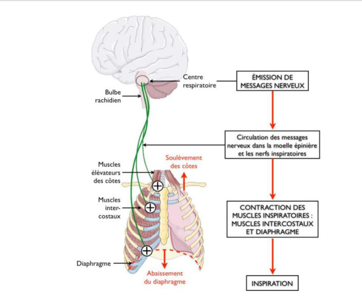 Le bilan du support : du centre respiratoire aux muscles de l’inspiration.