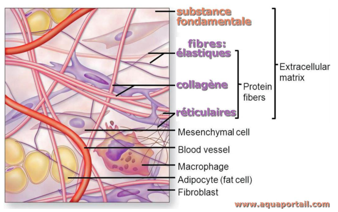 La matrice du support : fibres, fibroblaste, adipocyte, macrophage, et un vaisseau. La matrice occupe presque tout.