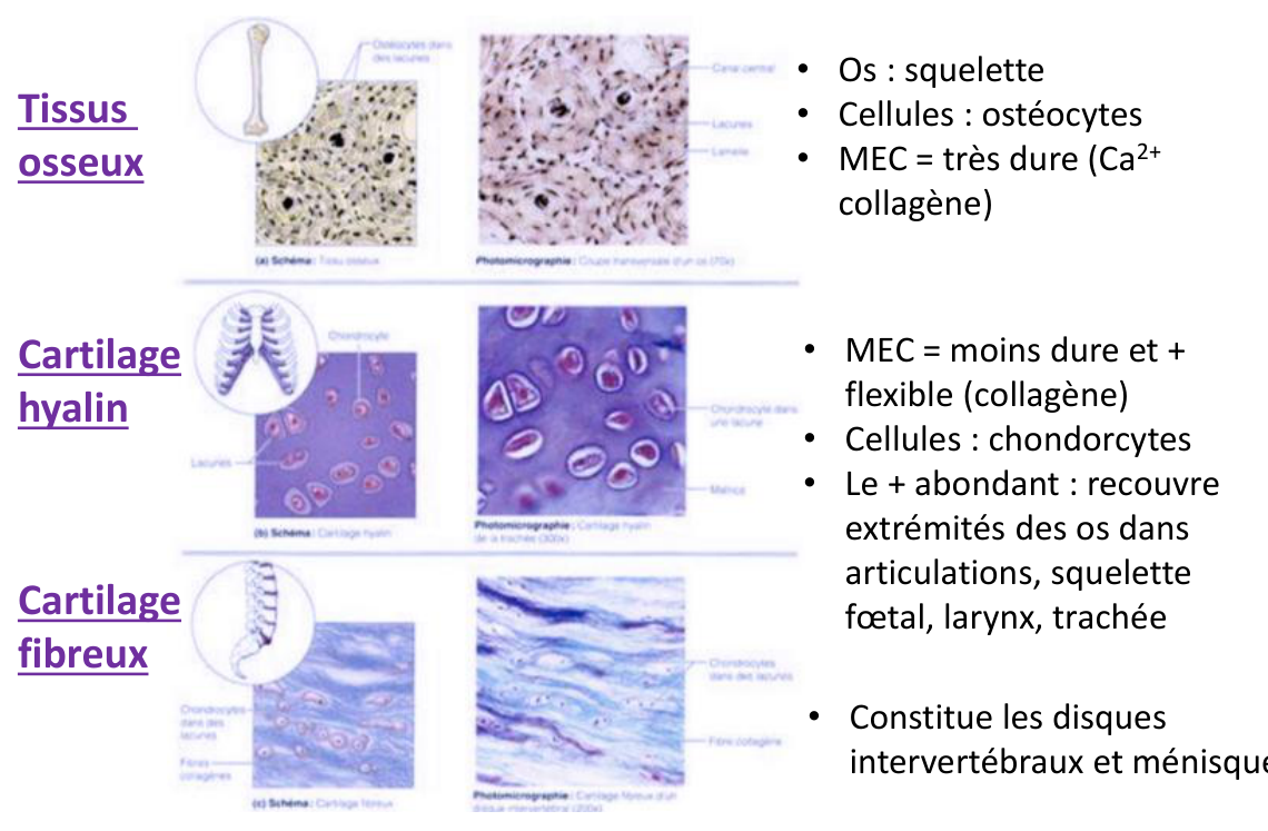 Tissu osseux, cartilage hyalin et cartilage fibreux : schéma et photomicrographie de chacun, avec leurs cellules dans des lacunes