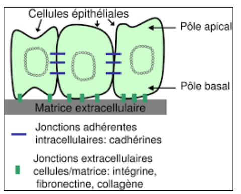 Le schéma du support : pôle apical, pôle basal, membrane basale.
