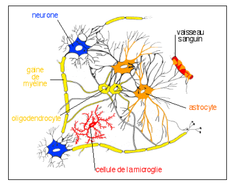 Le support : neurones en bleu, cellules gliales en orange, gaine de myéline en jaune.