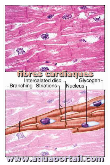 Muscle cardiaque : fibres striées, ramifiées, à un seul noyau, reliées par des disques intercalaires