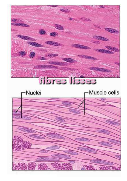 Le muscle lisse du support : des cellules en fuseau, un seul noyau, sans stries.