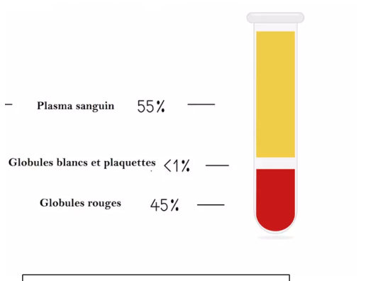 Un tube de sang après centrifugation : plasma 55 %, globules blancs et plaquettes < 1 %, globules rouges 45 %